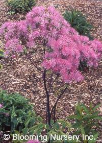 Thalictrum 'Black Stockings'